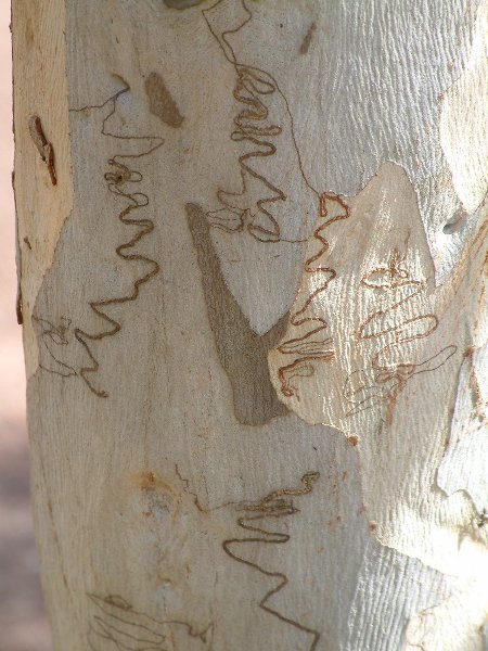 Aboriginal Tree Messages